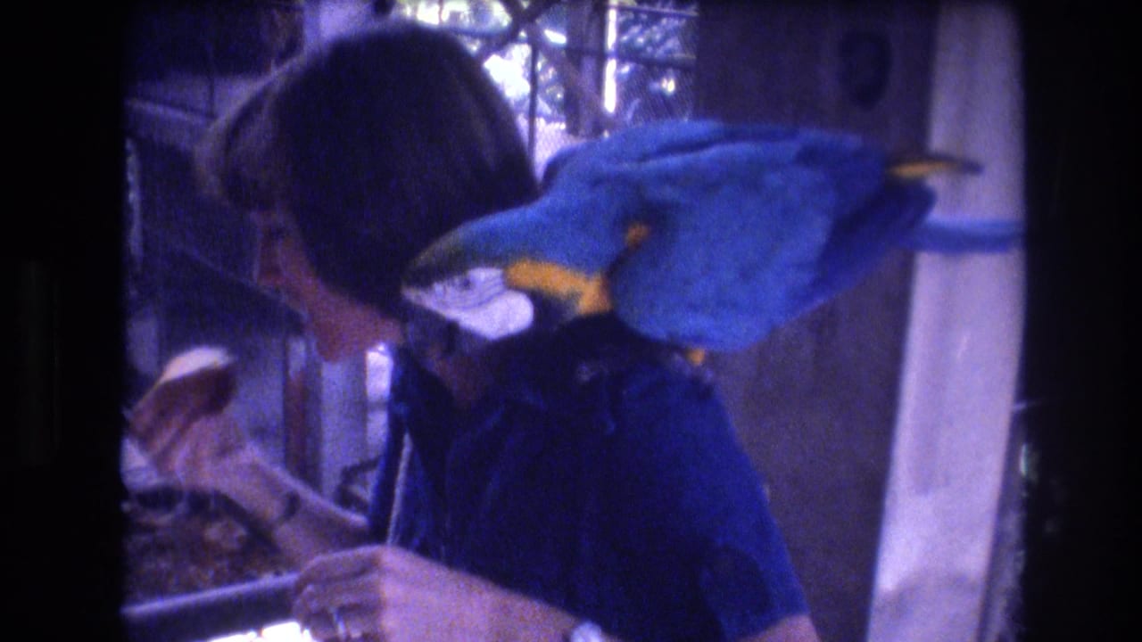 In 1977 Honolulu, Oahu home-movie footage, a woman in a blue shirt holds food while a large blue-and-yellow macaw rests across her shoulder inside a dim enclosure.