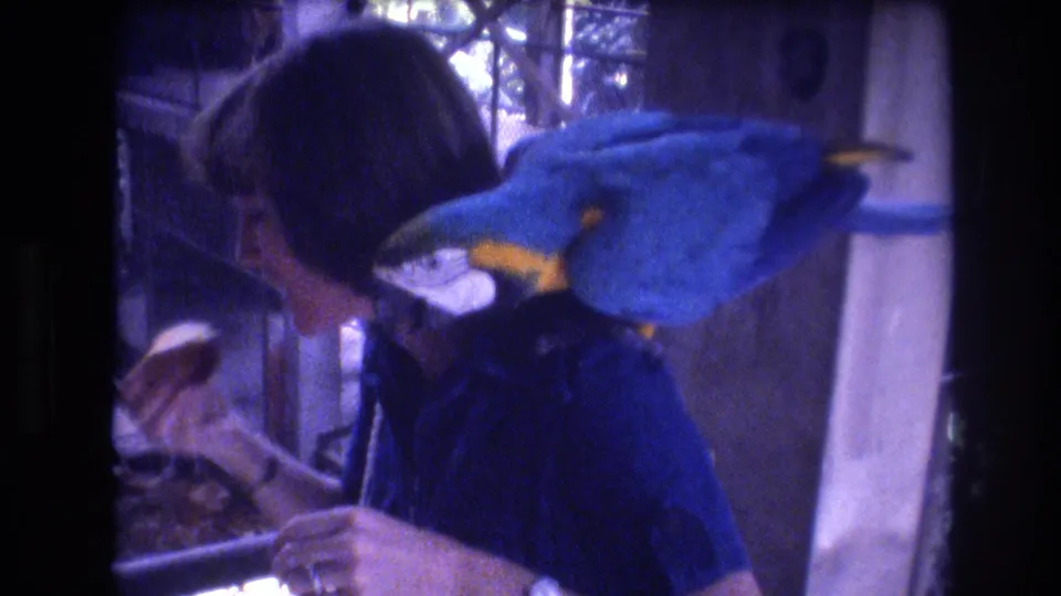 In 1977 Honolulu, Oahu home-movie footage, a woman in a blue shirt holds food while a large blue-and-yellow macaw rests across her shoulder inside a dim enclosure.