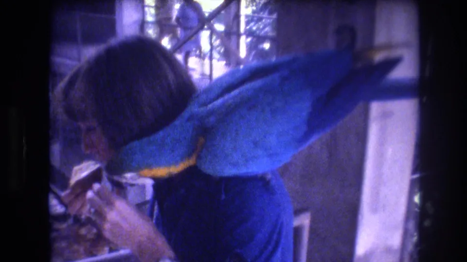A large blue-and-yellow macaw leans forward on a woman's shoulder toward food in her hand, with cage bars and enclosure posts visible in the Honolulu home-movie frame.