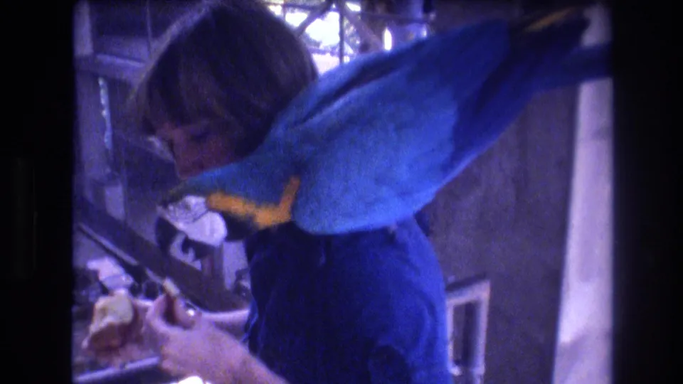 The macaw stretches its body across the woman's shoulder as she handles food near cage bars, captured with soft 8mm grain and dim indoor light in Honolulu.