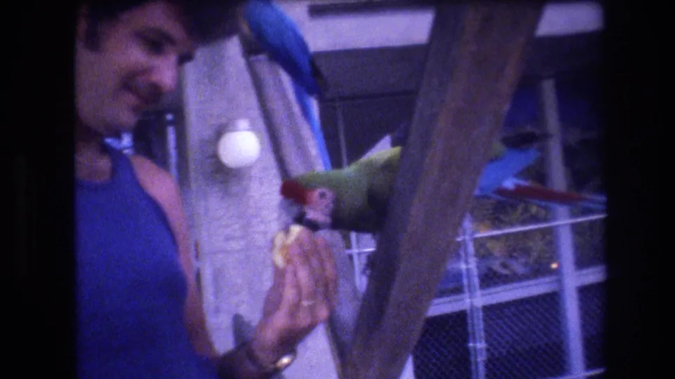 1977 Honolulu home-movie frame showing a man in a blue tank top holding fruit for a green parrot while another macaw is partly visible near a tree and cage wire.