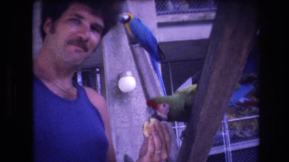 1977 Honolulu home-movie frame of a man holding fruit for a green parrot as a blue macaw perches higher on a tree within a caged or enclosed bird area.