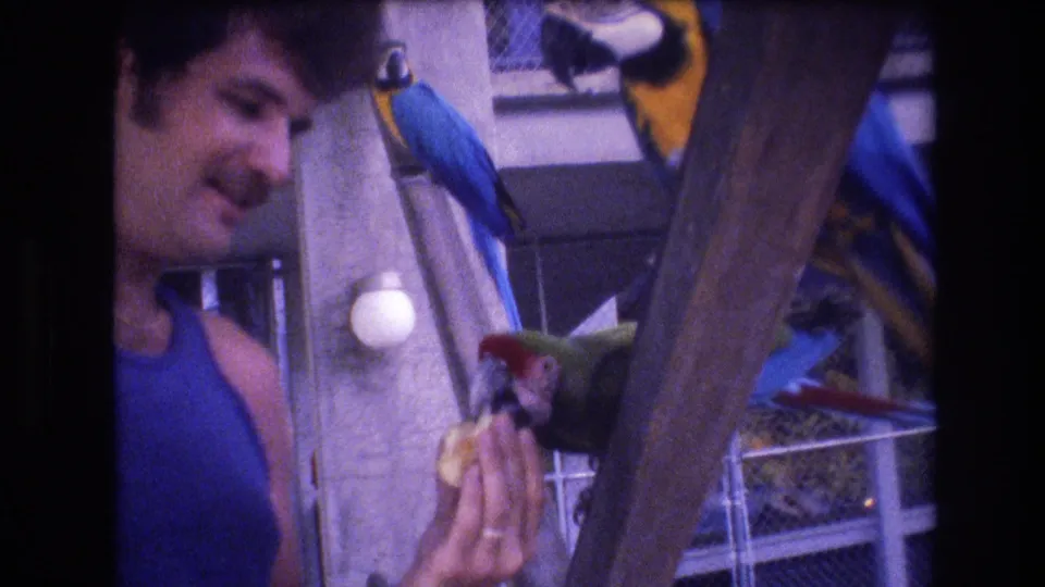 In the same 1977 Honolulu home-movie scene, the man remains close to the green parrot while a large blue-and-yellow bird partly enters the foreground near the wooden support.