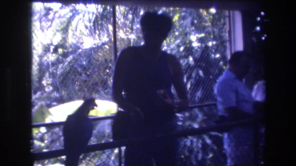 In the 1977 Honolulu, Oahu footage, a parrot is visible on the railing near adult visitors, framed by chain-link fencing, bright foliage, and the dark edge of a window.