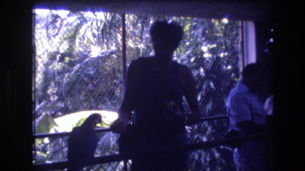 In supported 1977 Honolulu home-movie footage, a silhouetted visitor stands inside a dim aviary near a railing where a bird perches against bright tropical foliage.