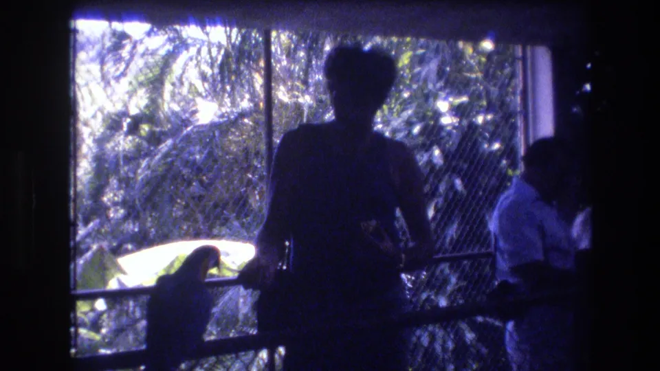 In supported 1977 Honolulu home-movie footage, a silhouetted visitor stands inside a dim aviary near a railing where a bird perches against bright tropical foliage.