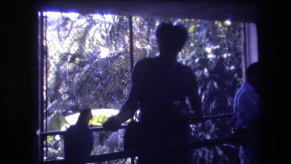 A silhouetted visitor appears to offer food toward a perched bird inside a Honolulu aviary, with chain-link mesh and sunlit greenery visible beyond the railing.