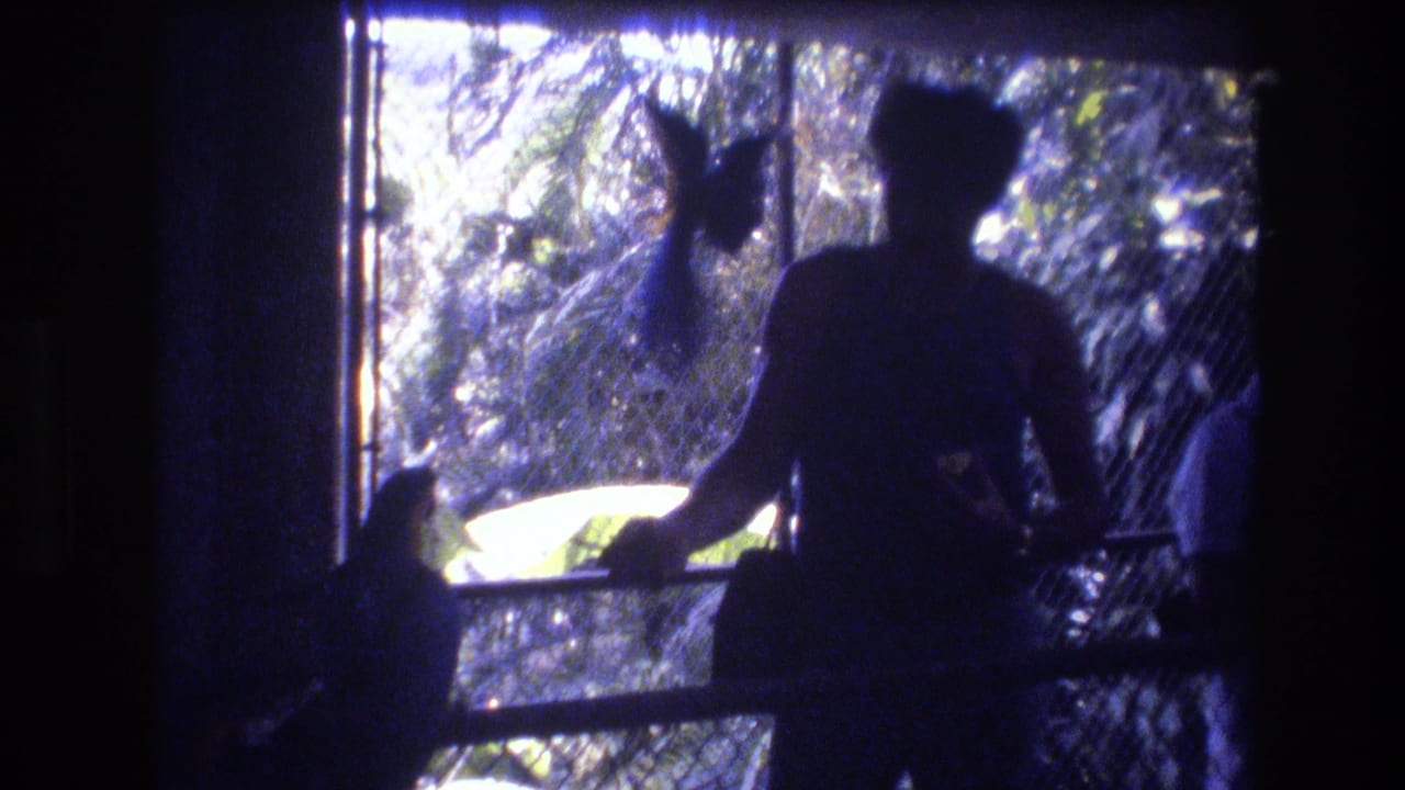 In 1977 Honolulu home-movie footage, silhouetted visitors watch birds through a chain-link aviary fence under strong backlighting.