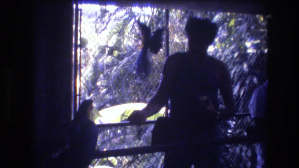 In 1977 Honolulu home-movie footage, silhouetted visitors watch birds through a chain-link aviary fence under strong backlighting.