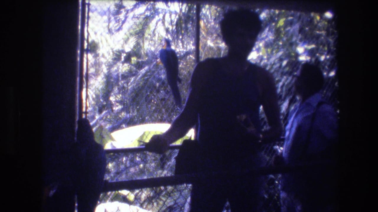 A silhouetted visitor stands near the aviary as a bird perches against a bright outdoor background.