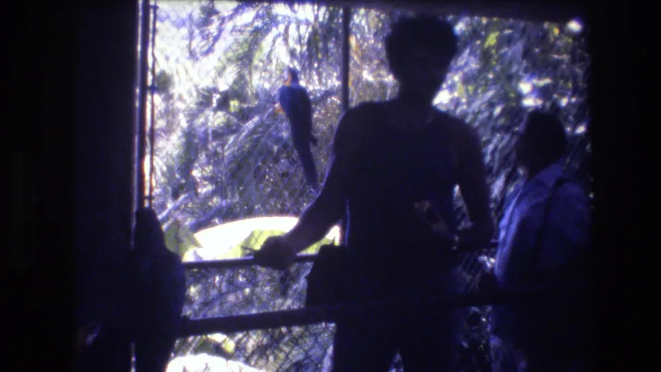 A silhouetted visitor in the Honolulu aviary scene stands close to the fence while a bird perches inside the enclosure.