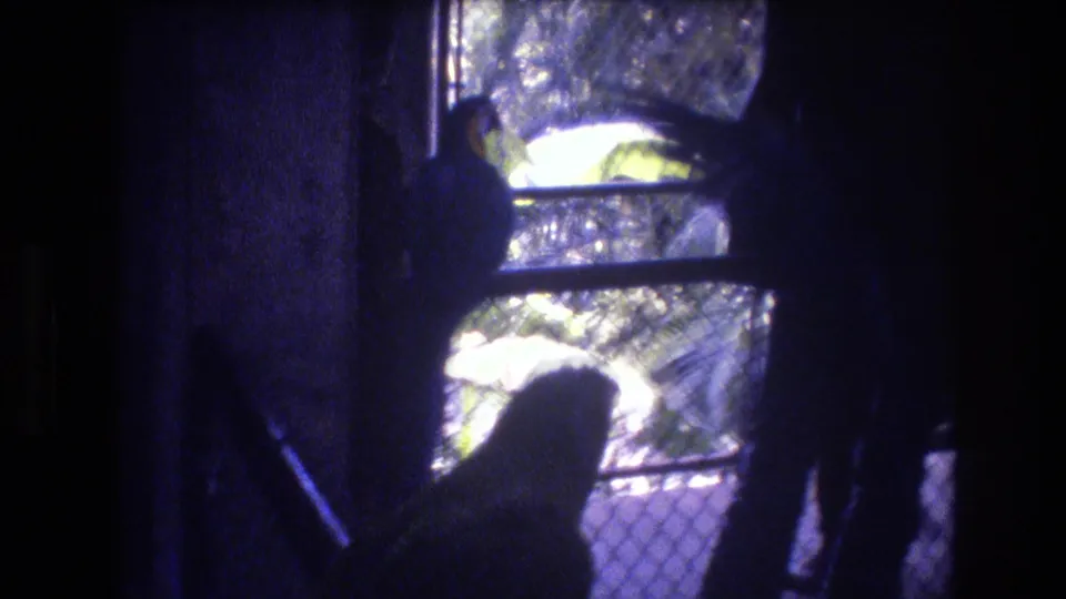 The final frame shows silhouetted visitors at the Honolulu bird enclosure, with a bright white bird shape and chain-link fencing in the background.