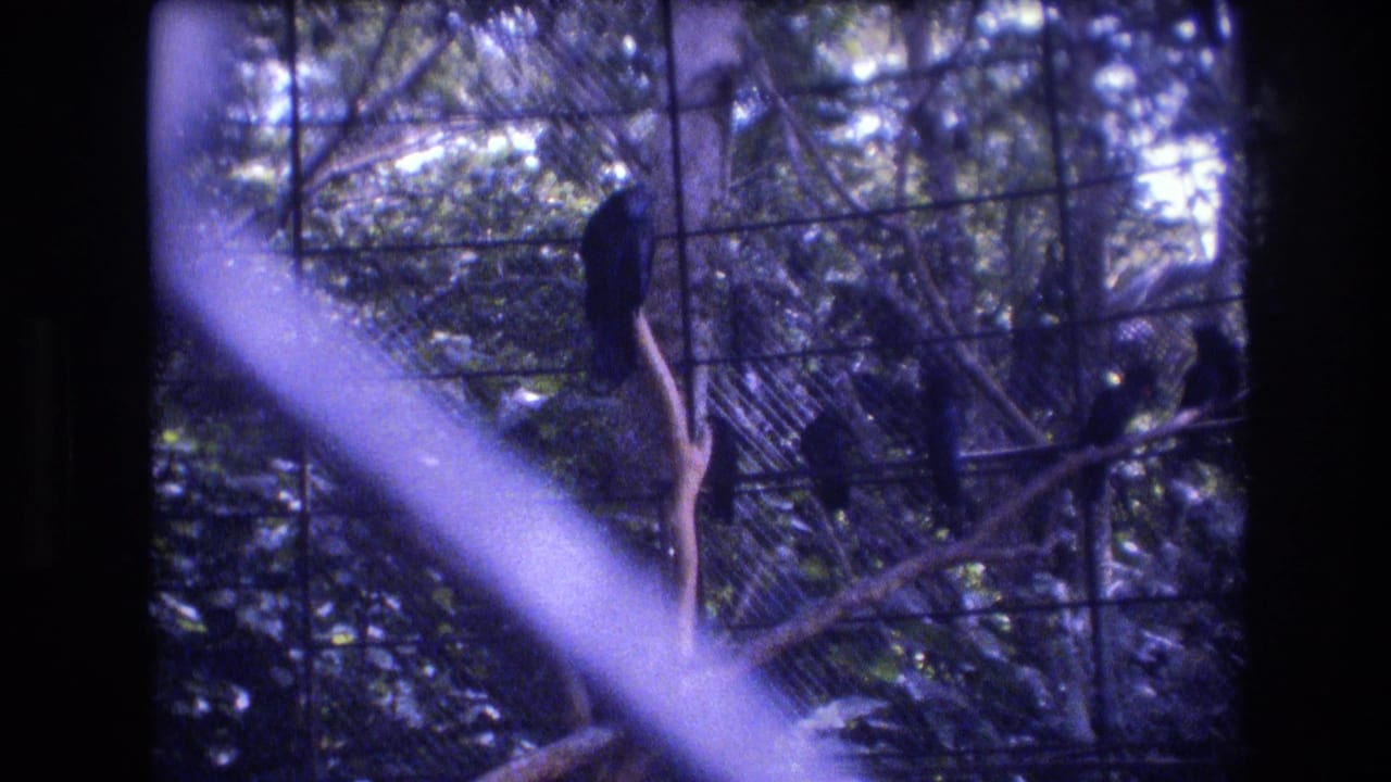1977 Honolulu, Oahu 8mm frame showing dark birds perched on branches inside a wire-mesh aviary, with dense foliage and diagonal glare across the view.