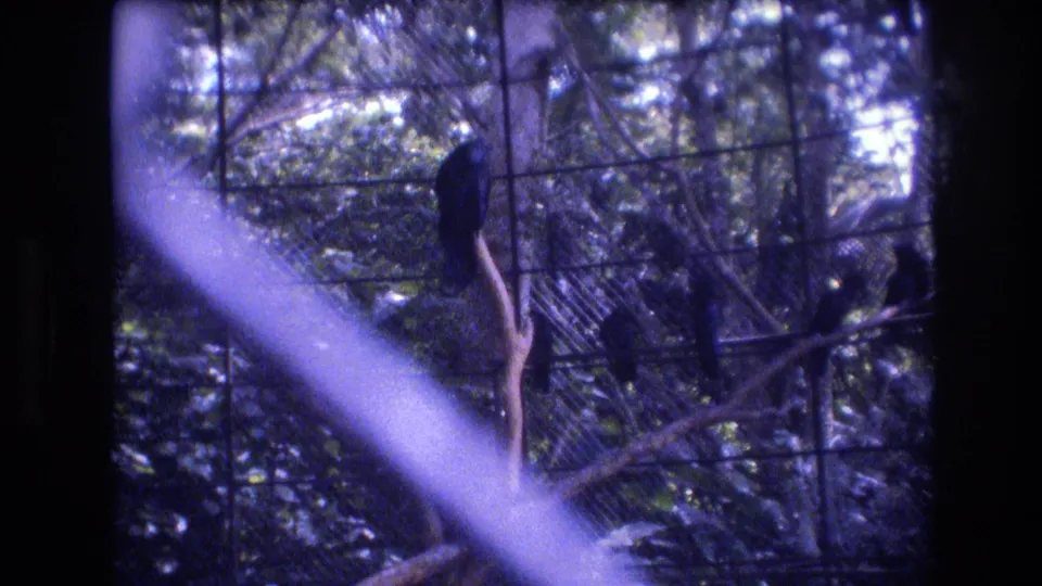 1977 Honolulu, Oahu 8mm frame showing dark birds perched on branches inside a wire-mesh aviary, with dense foliage and diagonal glare across the view.