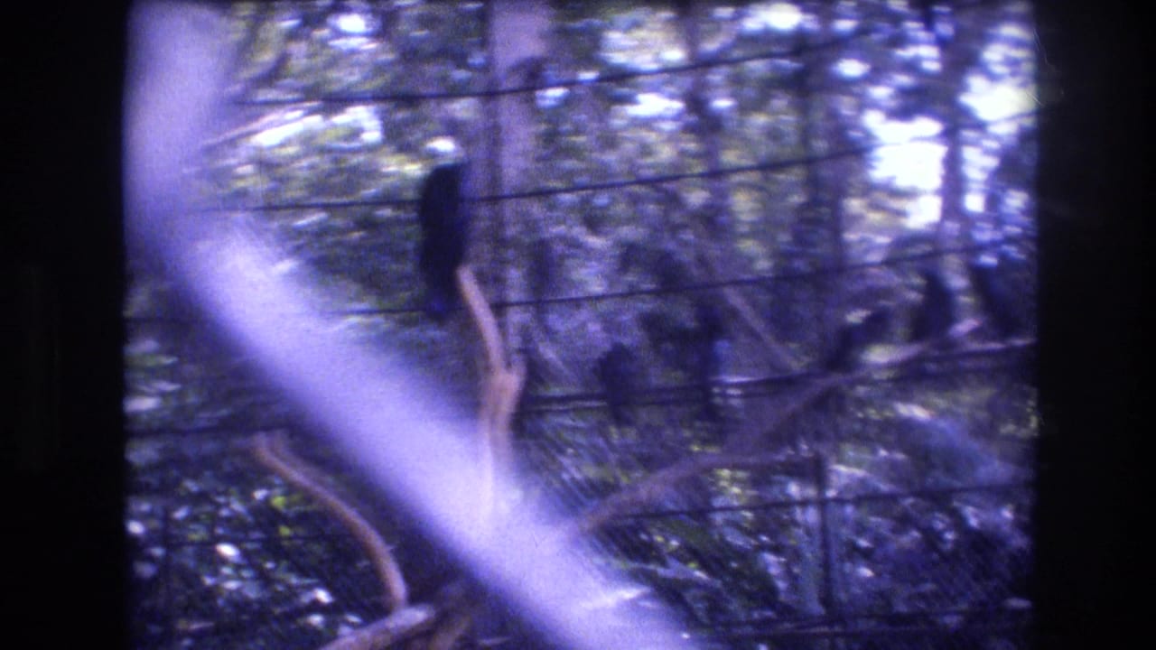 1977 Honolulu, Oahu 8mm frame with a dark bird perched near the center of a wire aviary, surrounded by leaves, branches, and a pale diagonal reflection.