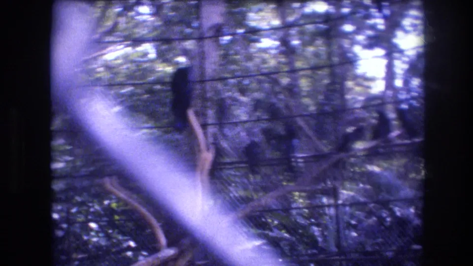 1977 Honolulu, Oahu 8mm frame with a dark bird perched near the center of a wire aviary, surrounded by leaves, branches, and a pale diagonal reflection.