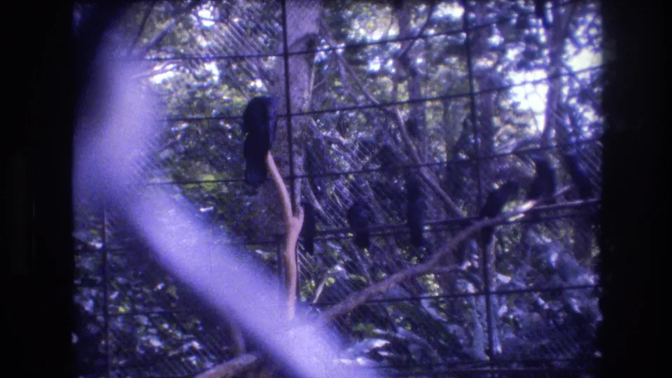 1977 Honolulu, Oahu 8mm frame showing multiple dark birds in a cage-like aviary, partly obscured by diagonal glare, wire mesh, and leafy vegetation.