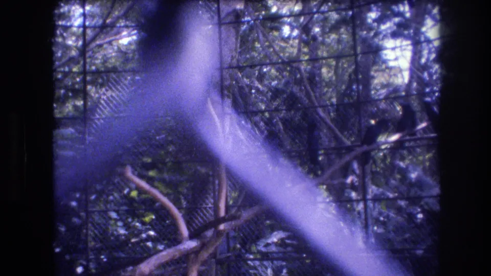 1977 Honolulu, Oahu 8mm frame with a dark bird partly obscured by aviary wire, leafy branches, and a strong diagonal pale reflection across the foreground.