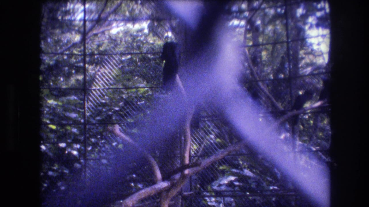 A dark-colored bird appears perched in a leafy aviary enclosure in 1977 Honolulu, Oahu footage, seen through wire mesh with a broad purple-blue reflection obscuring part of the view.