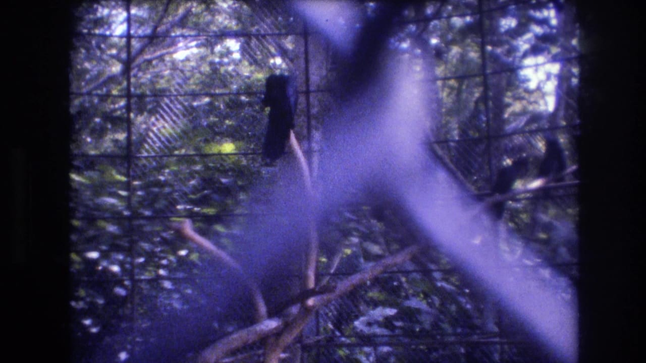Dark bird standing on a branch inside a mesh aviary with foliage and purple glare in front.