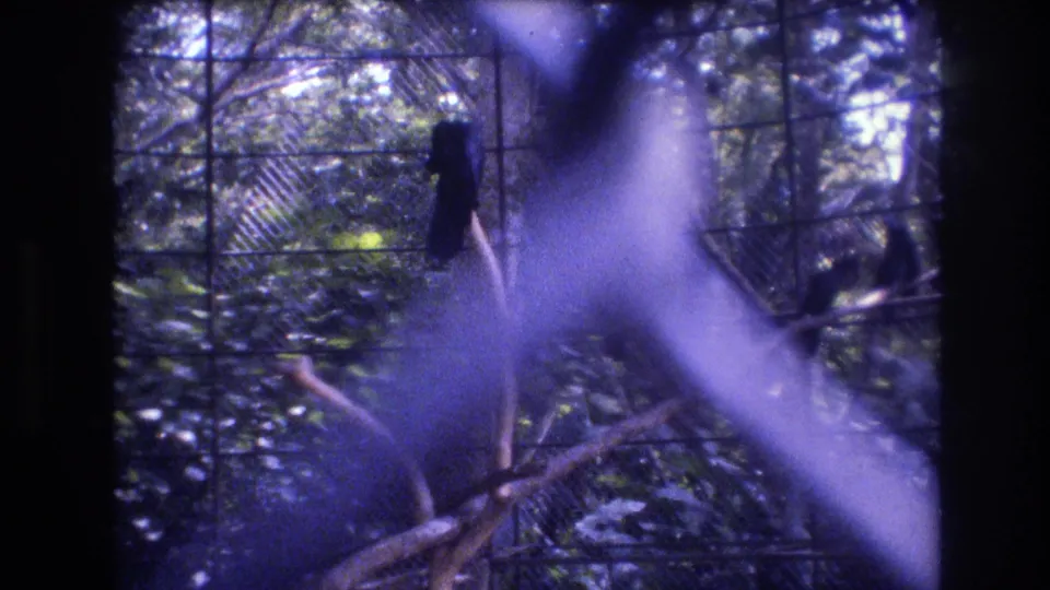 A dark bird stands on a branch inside a green aviary enclosure in the 1977 Honolulu, Oahu home movie, with wire mesh and a purple-blue foreground flare partly blocking the frame.