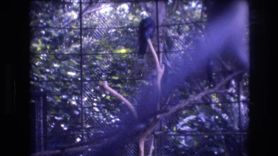 A dark-colored bird is visible on a branch in a leafy Honolulu, Oahu aviary scene from 1977, viewed through enclosure mesh and a strong purple-blue reflection.