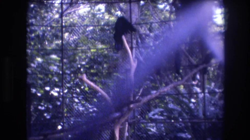 A dark bird remains perched among branches inside the leafy aviary enclosure, with the 1977 Honolulu, Oahu 8mm frame softened by mesh, grain, and a heavy purple-blue foreground flare.