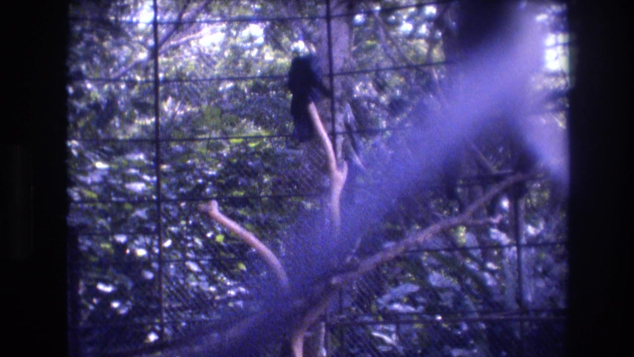 1977 Honolulu 8mm frame showing a blue macaw behind chain-link mesh, with branches, dense foliage, and soft purple-blue film color visible around the bird.