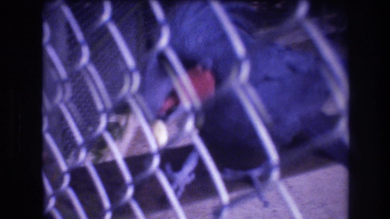 Large blue macaw near chain-link fencing with a red wing patch visible.