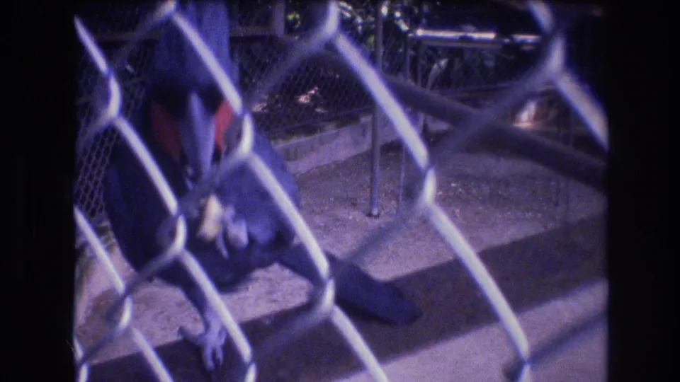1977 Honolulu 8mm frame of the macaw behind foreground chain-link mesh, showing its blue body, red wing patch, perch area, metal rails, and concrete enclosure surfaces.