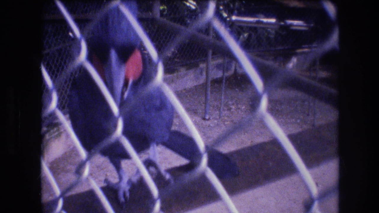 A blue hyacinth macaw appears behind chain-link fencing in a concrete enclosure, from 1977 Honolulu home-movie footage according to clip metadata.