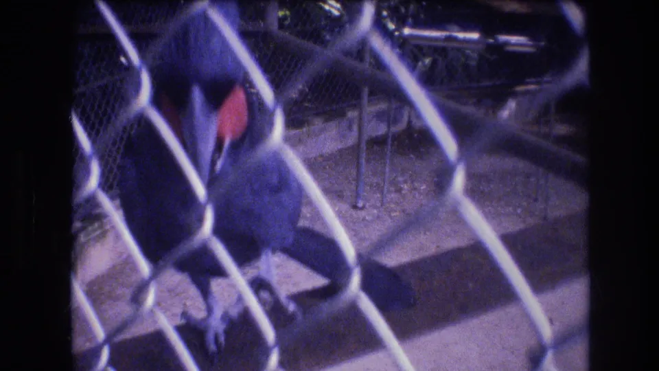 A blue hyacinth macaw appears behind chain-link fencing in a concrete enclosure, from 1977 Honolulu home-movie footage according to clip metadata.