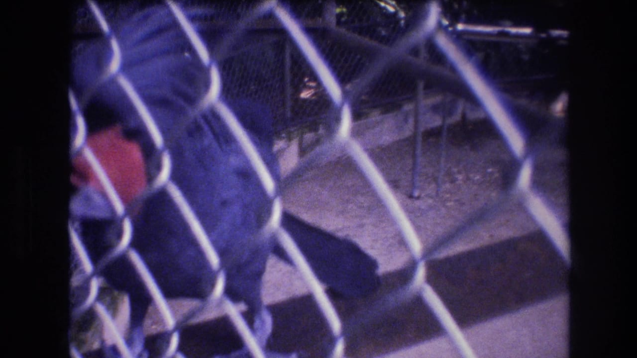 Macaw moves along the enclosure floor behind a chain-link fence.