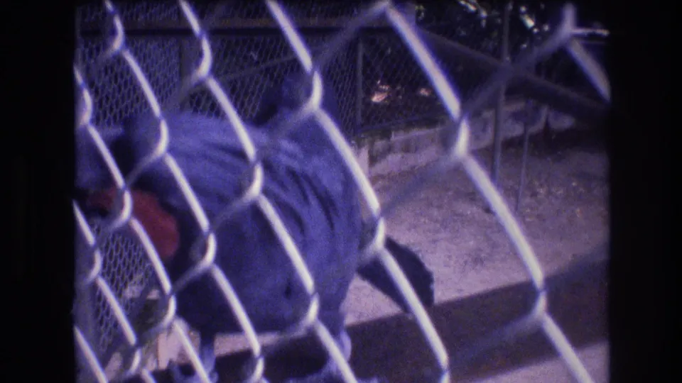 A close view through chain-link fencing shows the macaw's blue body and red beak area filling much of the lower frame in the concrete enclosure.