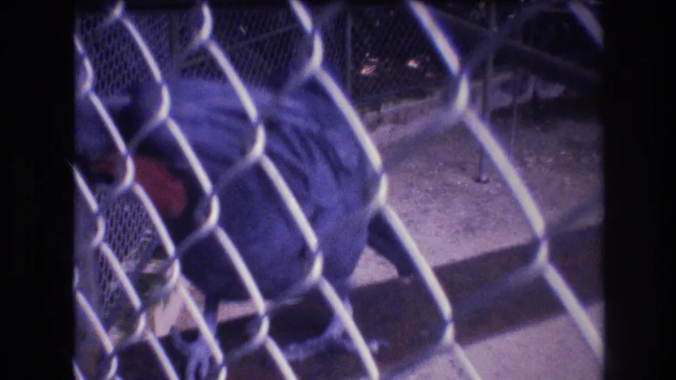 The blue macaw bends low near the concrete floor behind the chain-link fence, with soft focus and a strong purple-blue archival film cast.