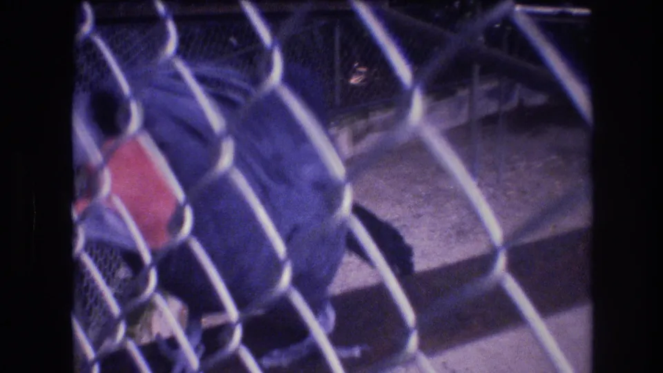 1977 Honolulu home-movie frame showing a dark bird with a red face partly obscured by chain-link fence inside a caged area.