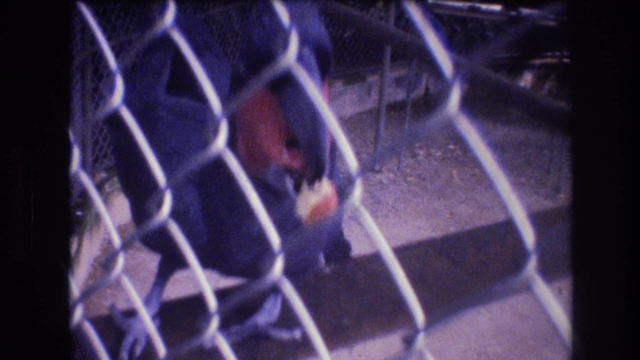 Caged dark bird lowers its head toward pale food near the ground.