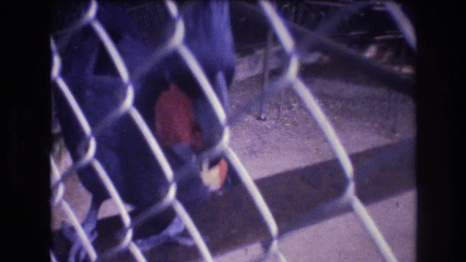 Soft 8mm frame from Honolulu in 1977 showing the caged bird close to the fence with pale food visible near its beak.