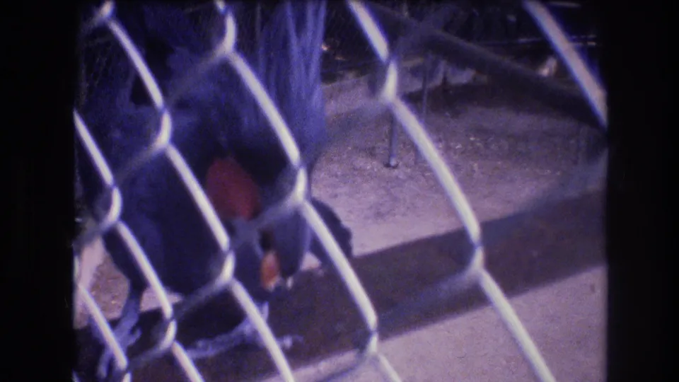 1977 Honolulu home-movie frame showing the dark bird near the chain-link fence, with enclosure floor and metal posts visible behind it.