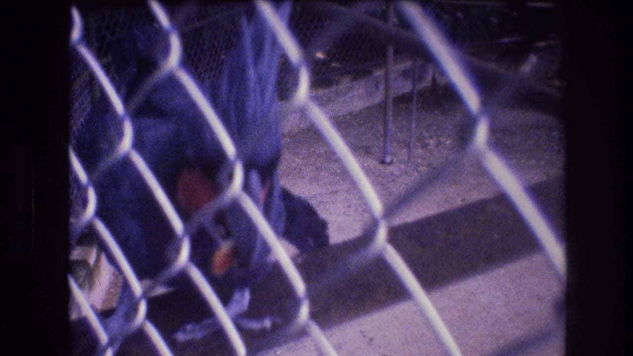A dark-colored parrot with a red patch on its wing is filmed through chain-link fencing in 1977 Honolulu home-movie footage.
