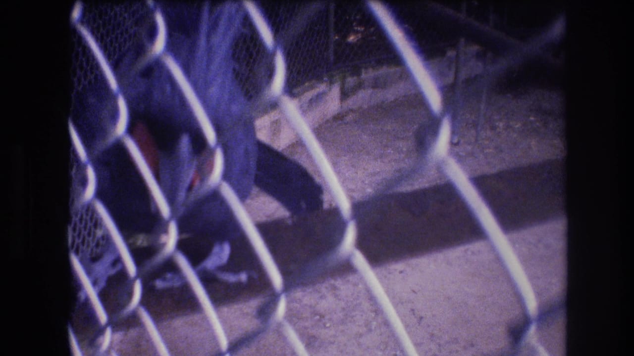 Parrot inside an enclosure viewed through chain-link fence.