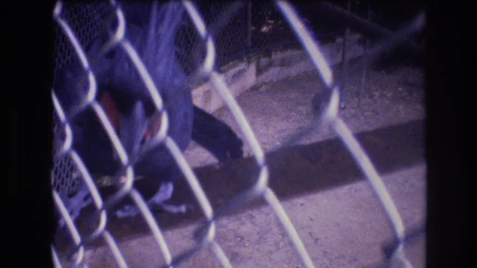 The camera looks through chain-link fence at a dark parrot inside an enclosure, with hard ground and cage structure visible in the 1977 Honolulu clip.