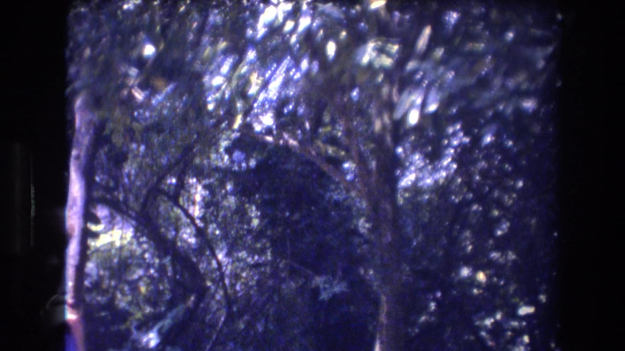 1977 Honolulu home-movie frame showing dense tree canopy, dark trunks, and bright dappled sunlight in blue-shifted 8mm color.