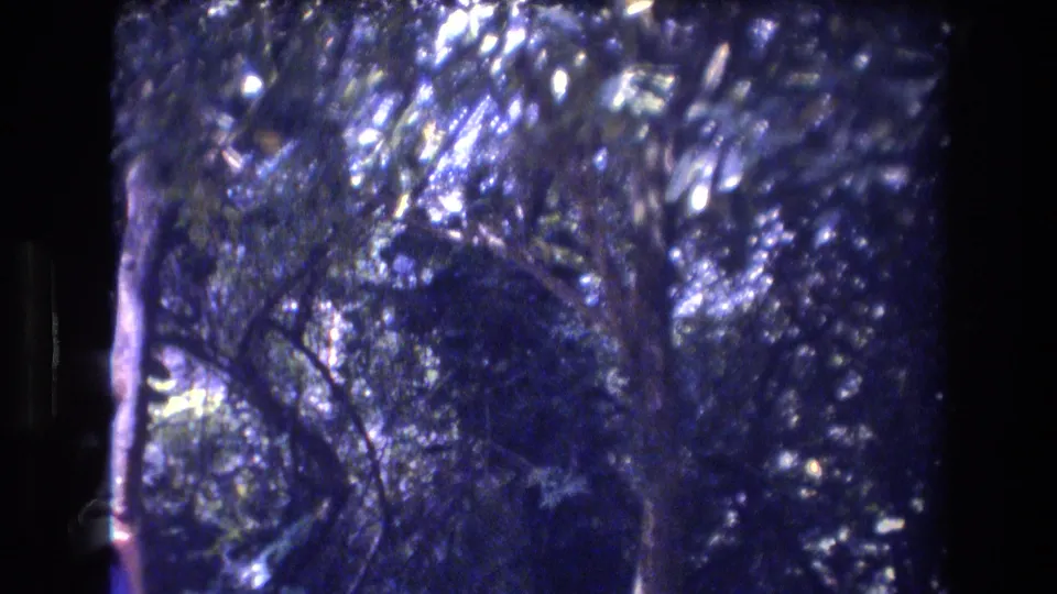 1977 Honolulu home-movie frame showing dense tree canopy, dark trunks, and bright dappled sunlight in blue-shifted 8mm color.
