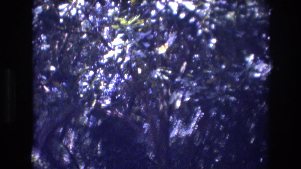 Leafy canopy with dark branches and bright glare across the foliage.