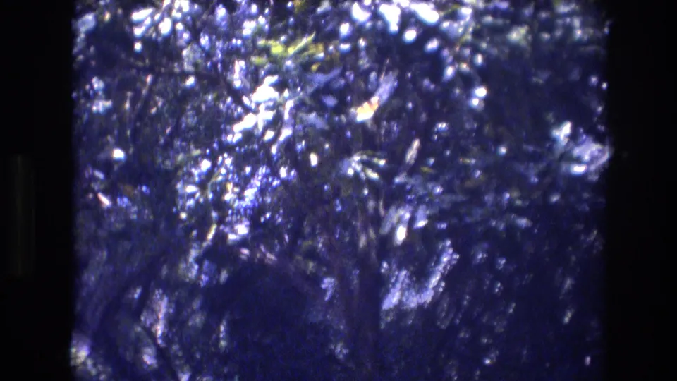 1977 Honolulu 8mm frame looking into a dense leafy canopy with dark branches, blue shadows, and scattered highlights from direct sun.