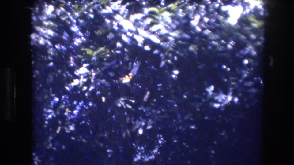 1977 Honolulu home-movie frame of tropical-looking foliage, bright leaves, and a dark side edge that may relate to the person or camera position.