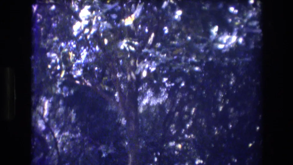 1977 Honolulu 8mm frame showing tree branches, dense leaves, and dappled tropical light with strong blue color shift and handheld softness.