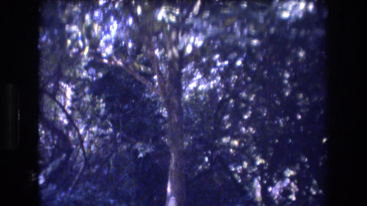 1977 Honolulu-area 8mm frame showing dense trees, dark foliage, and sunlight filtering through a wooded outdoor setting.
