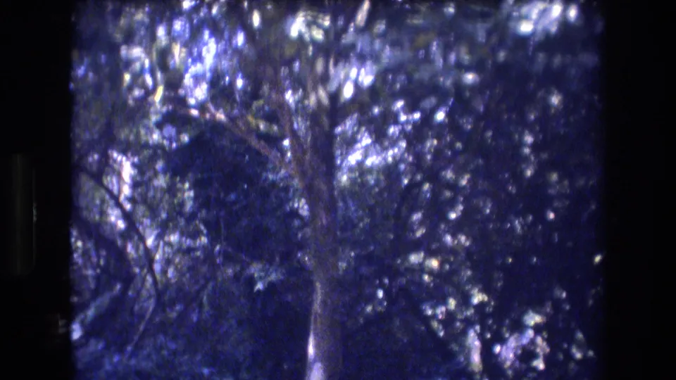 1977 Honolulu-area 8mm frame showing dense trees, dark foliage, and sunlight filtering through a wooded outdoor setting.